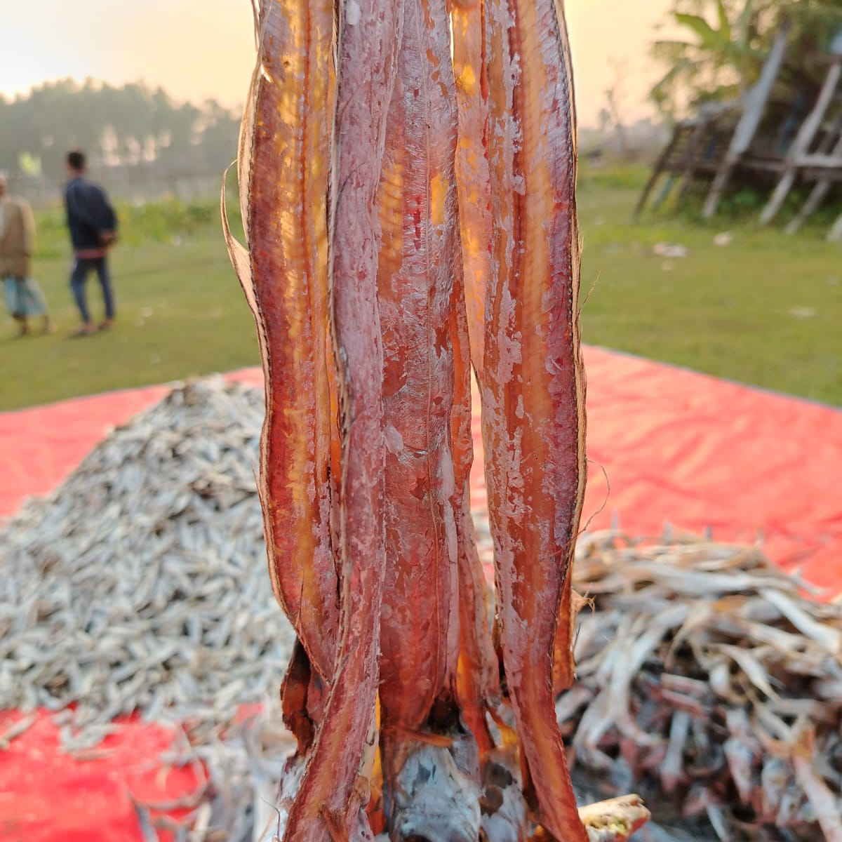 প্রাকৃতিক ছুরি (Prakritik Churi)